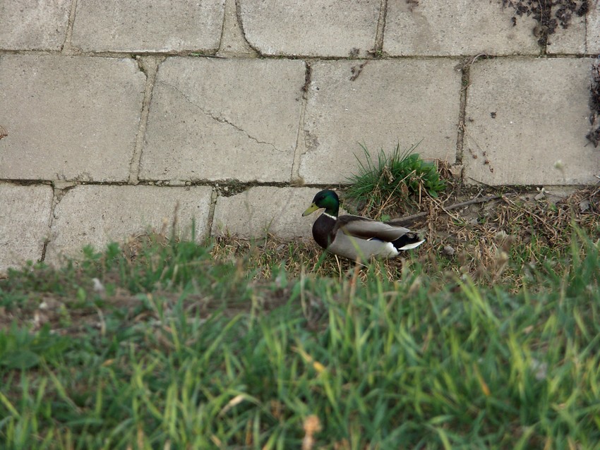 PICT0142.JPG