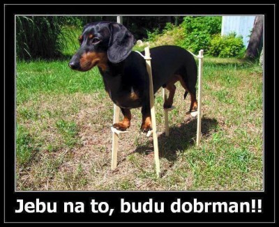 tf dog.jpg