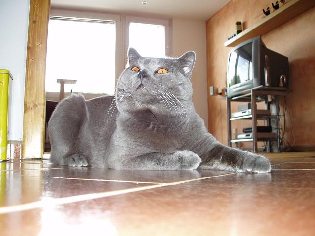 Hermínek 0244.JPG