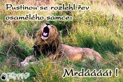 rev_osameleho_samce.jpg