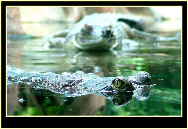 Gaviáli - ZOO Praha
