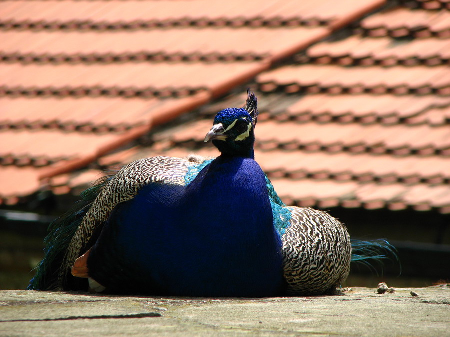 ploskovice2008.4089.jpg
