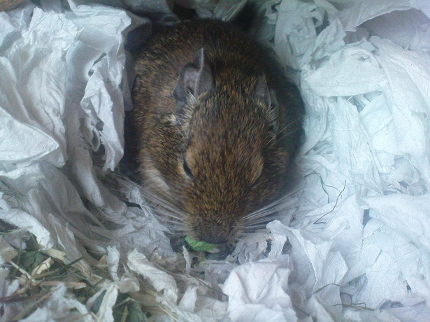 papkal .)