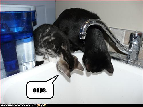 funny-pictures-one-cat-falls.jpg