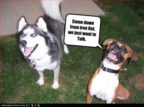 funny-dog-pictures-kat-talk.jpg