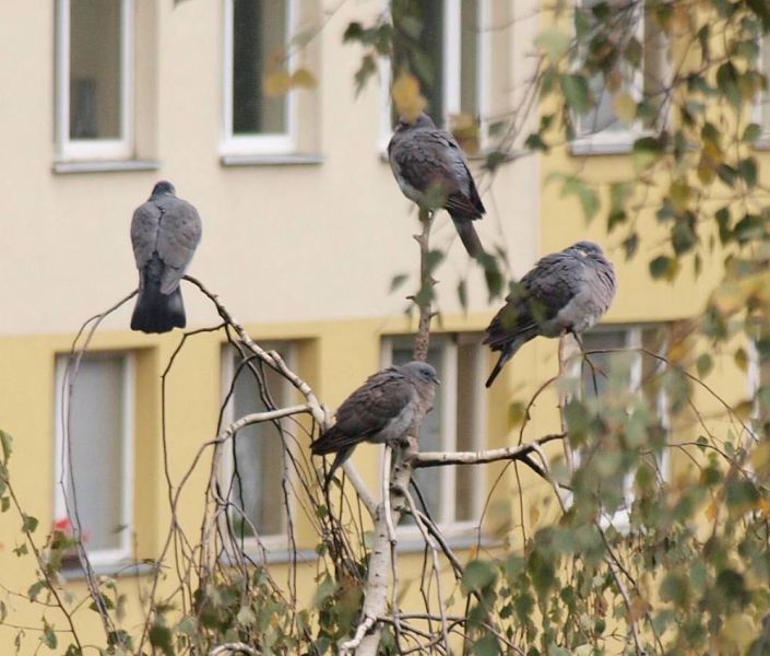 kvarteto.jpg