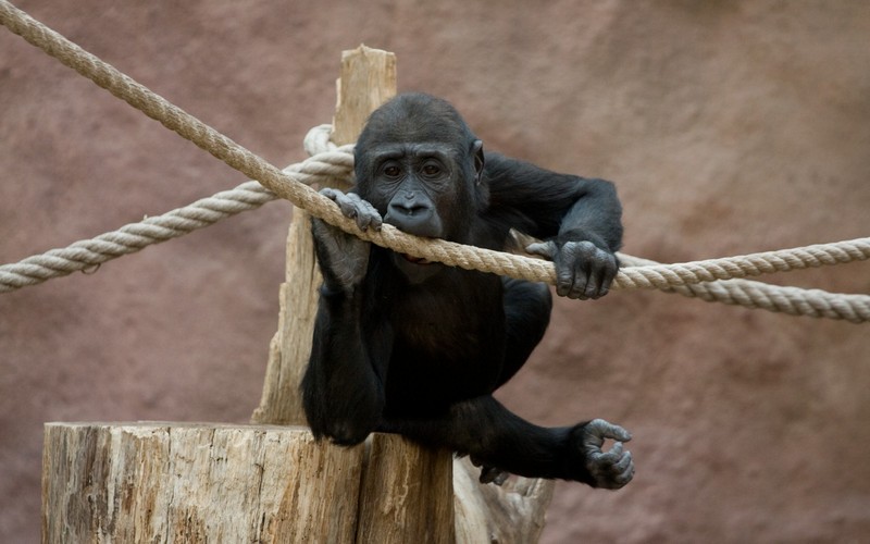 Zoo_wallpaper.jpg