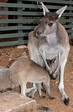 258px-Grey_Roo_with_Joey_SMC_2006.jpg