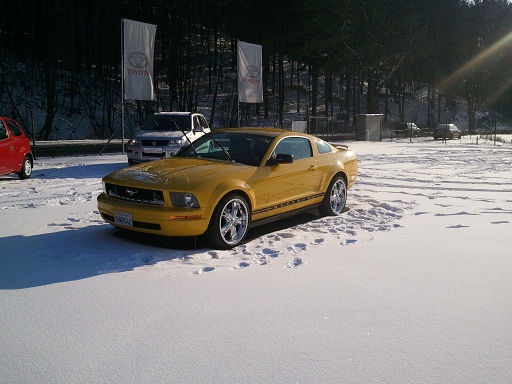 mustang.jpg