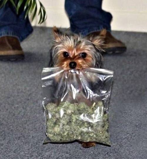 The_dealer.jpg