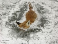 firefox.jpg